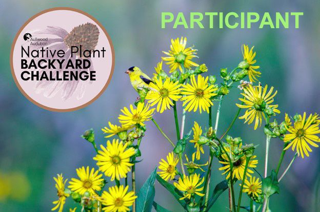 Aullwood Native Plant Backyard Challenge 2025 - Participant