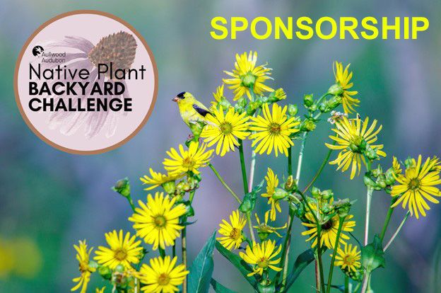 Aullwood Native Plant Backyard Challenge 2025 - Sponsorship