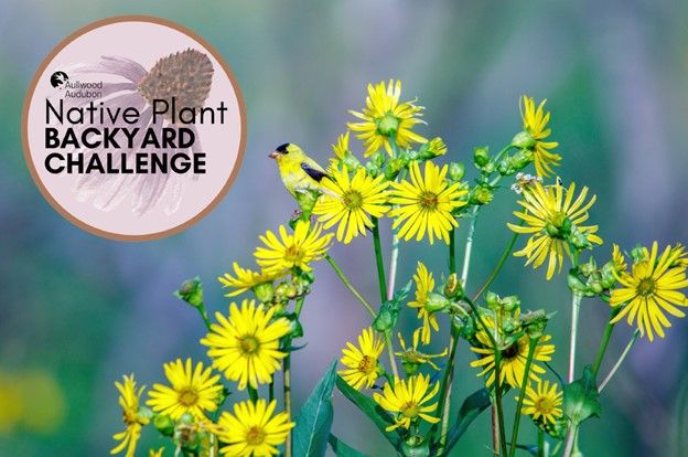 Native Plant Backyard Challenge