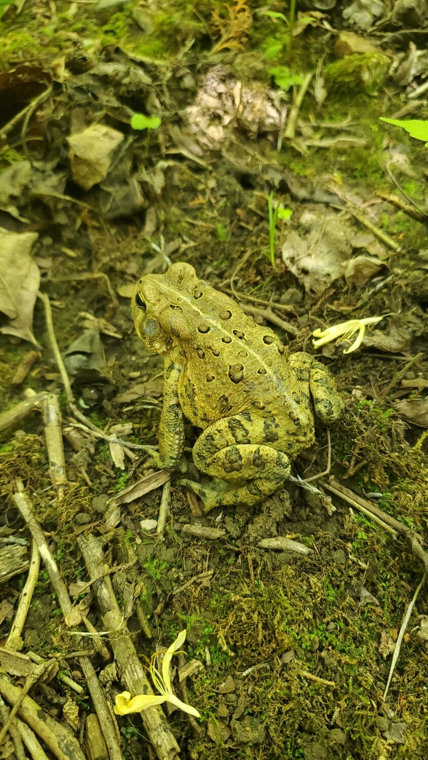 Toad // Shamanic Journey // Astral Travel Conjure Oil