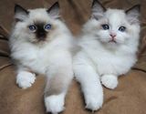 Gatos