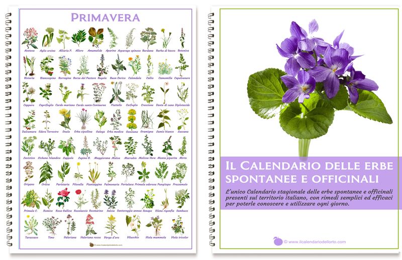 Calendario delle erbe officinali e spontanee