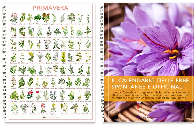 Calendario delle erbe officinali e spontanee
