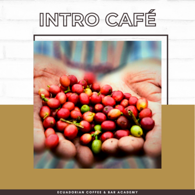 INTRODUCCIÓN AL CAFÉ