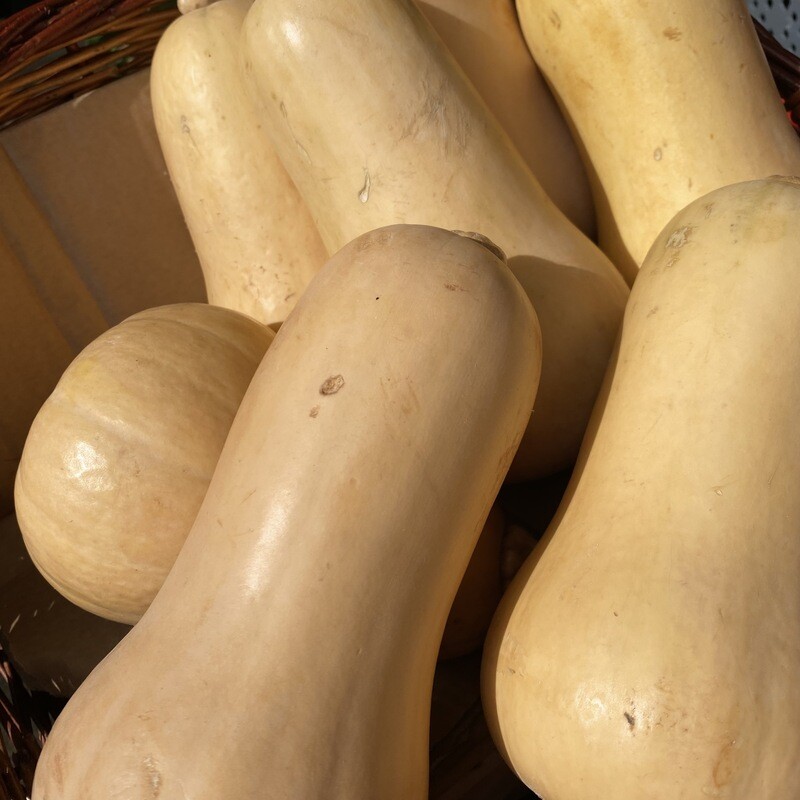 Butternut Squash