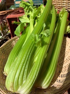 Celery