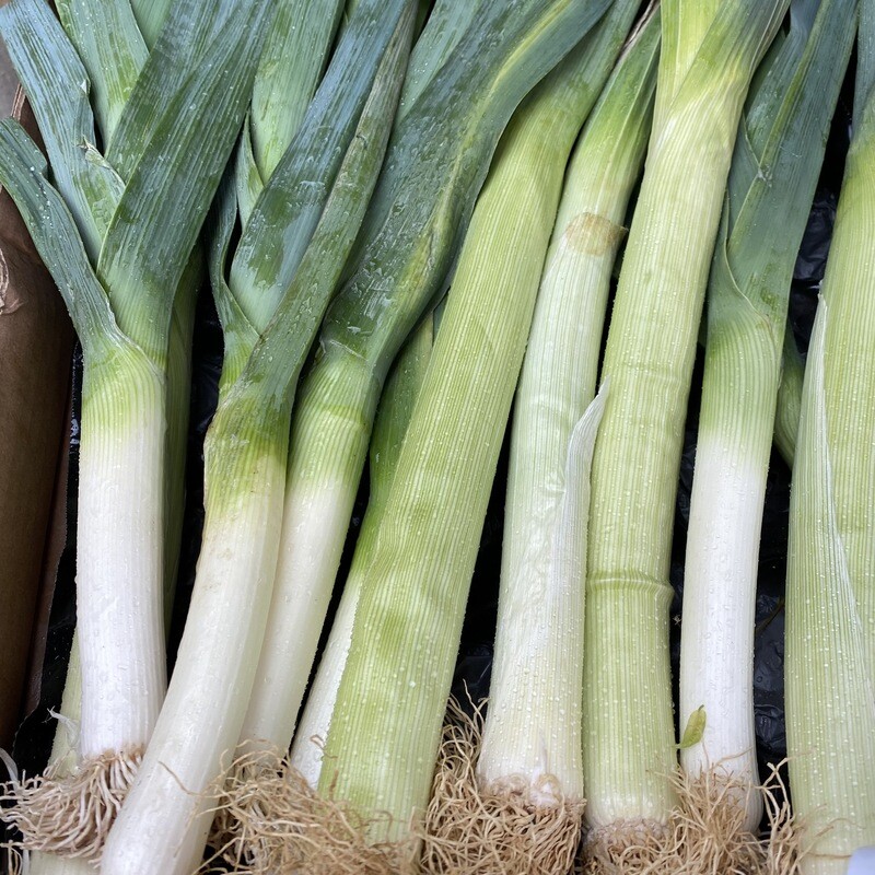 Leek
