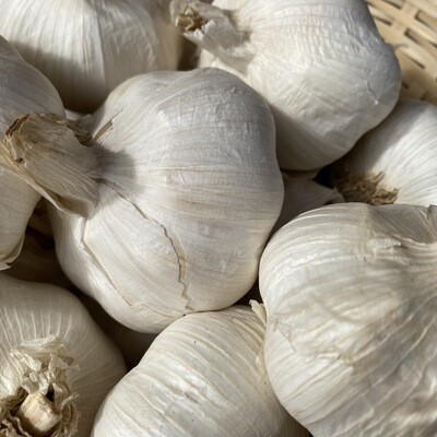Garlic bulb (large)