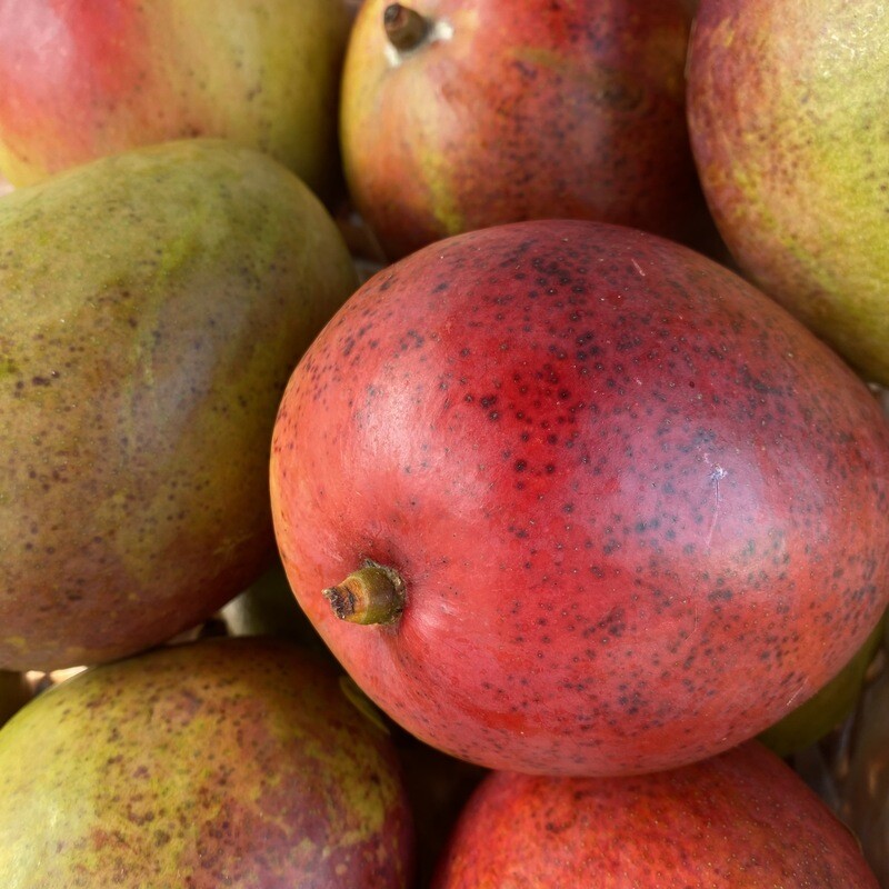 Mango
