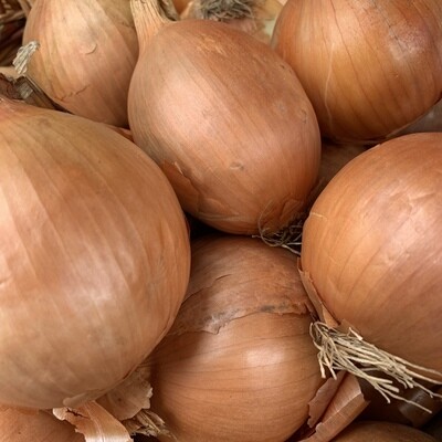 Onion (each)