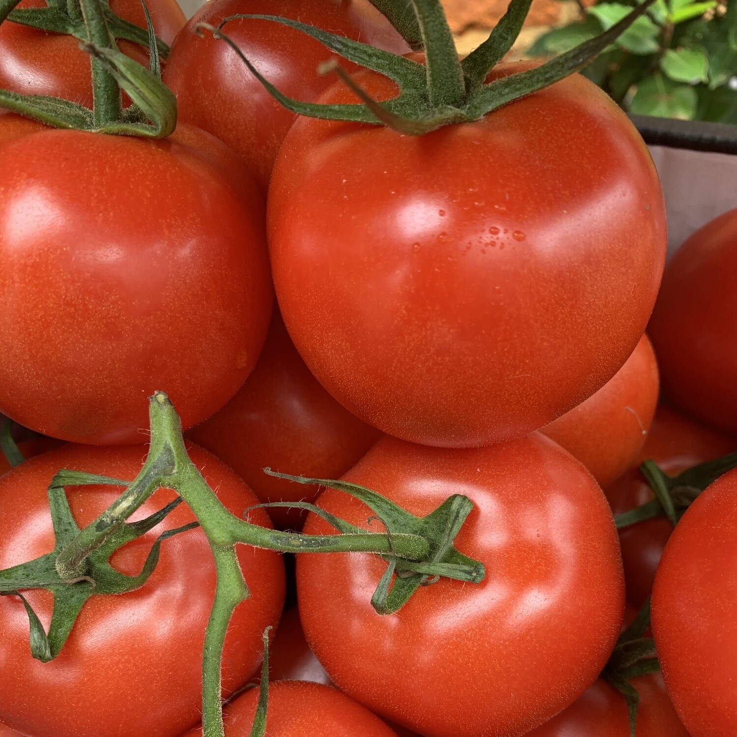 Vine Tomatoes
