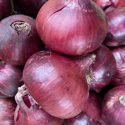 Red Onion (each)