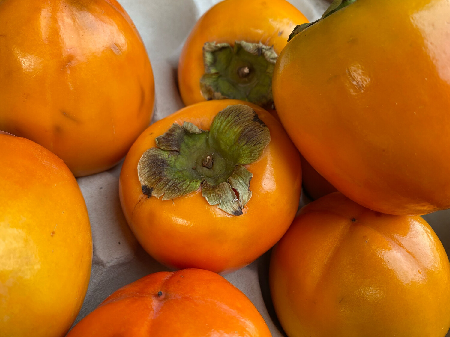 Persimmon