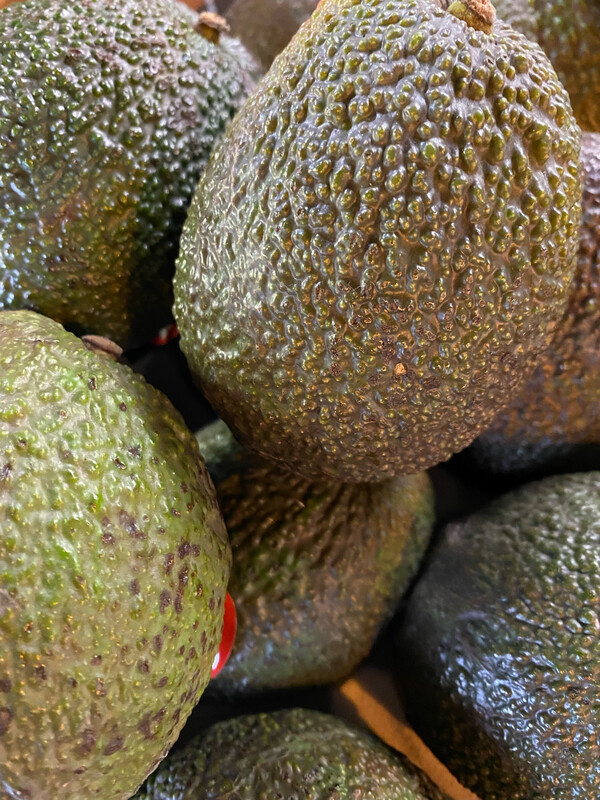 Large Avocado