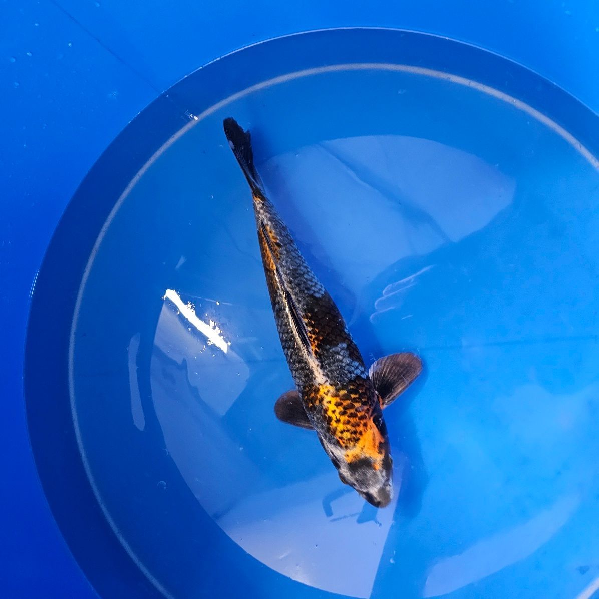 Ginga Ikarashi Ozumi (202511001) Ginga Ikarashi Ozumi (202511001)