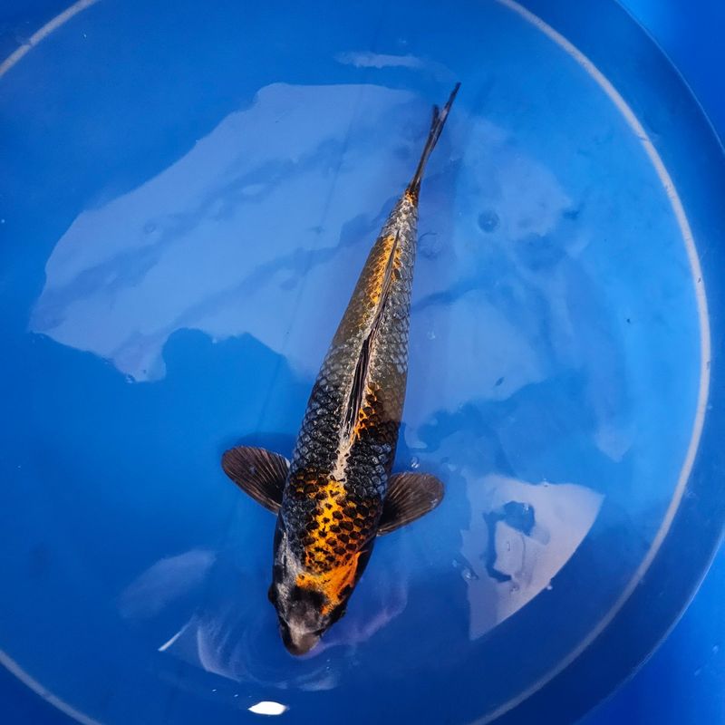 Ginga Ikarashi Ozumi (202511001) Ginga Ikarashi Ozumi (202511001)