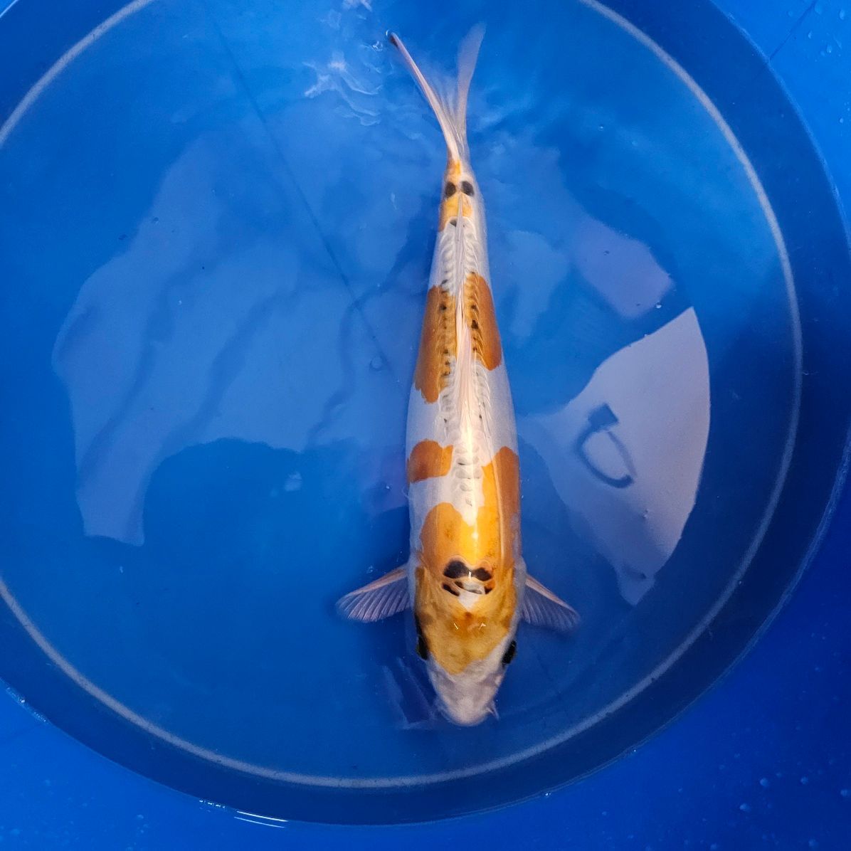 Doitsu Kujaku Züchter Ikarashi Ozumi(202511002)