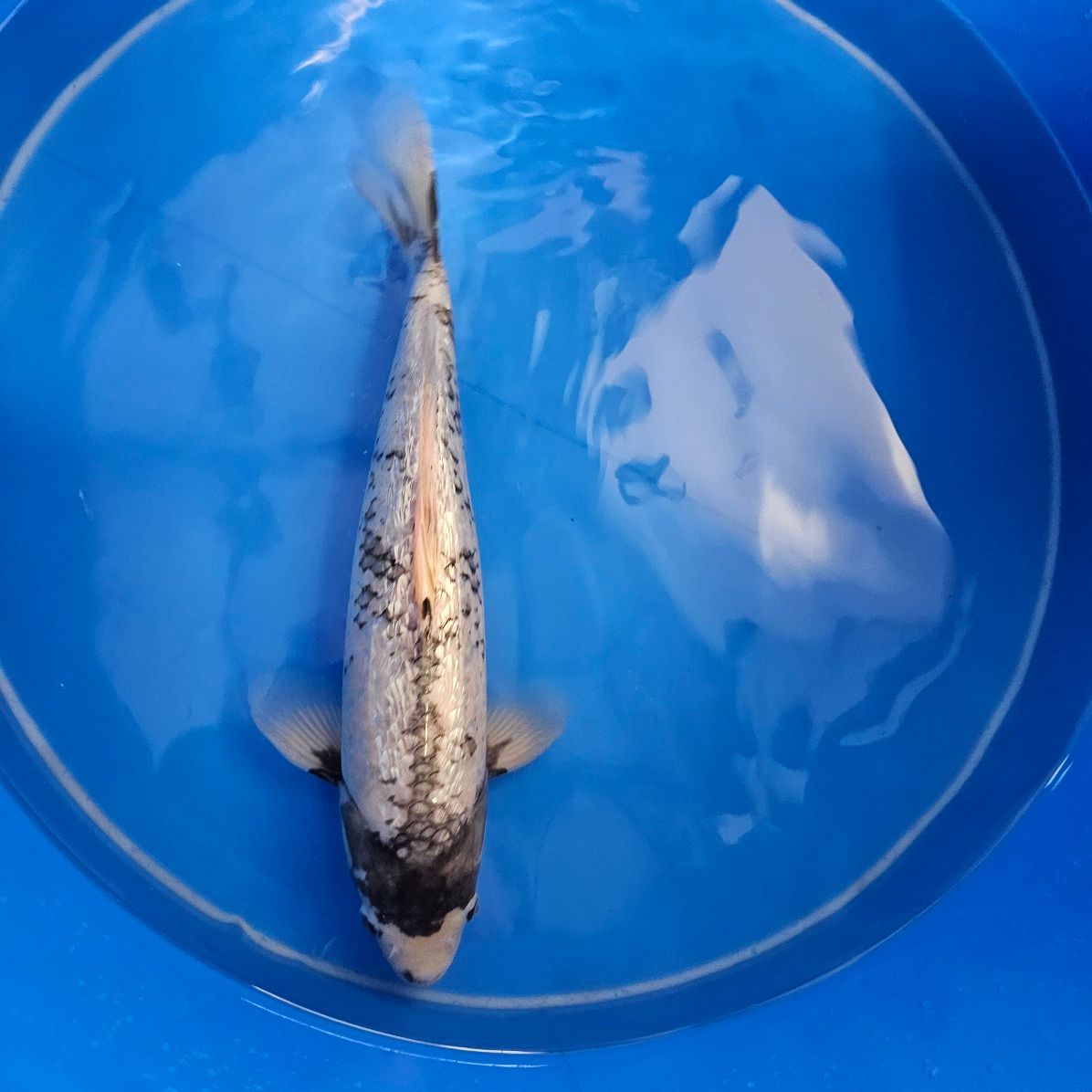 Ginrin Matsukawabake Ikarashi Ozumi (202511003)