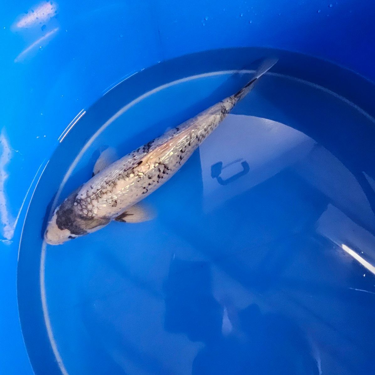 Ginrin Matsukawabake Ikarashi Ozumi (202511003)