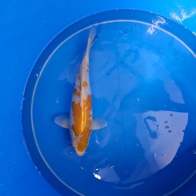 Ochiba Ikarashi Ozumi Nisai 39 cm (202511004) Ochiba Ikarashi Ozumi Nisai 39 cm (202511004)