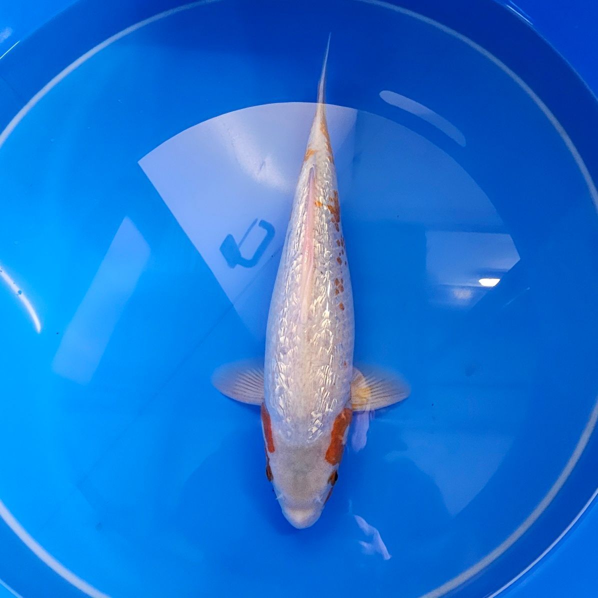 Ginrin Asagi Ikarashi Ozumi 40 cm (20251105)