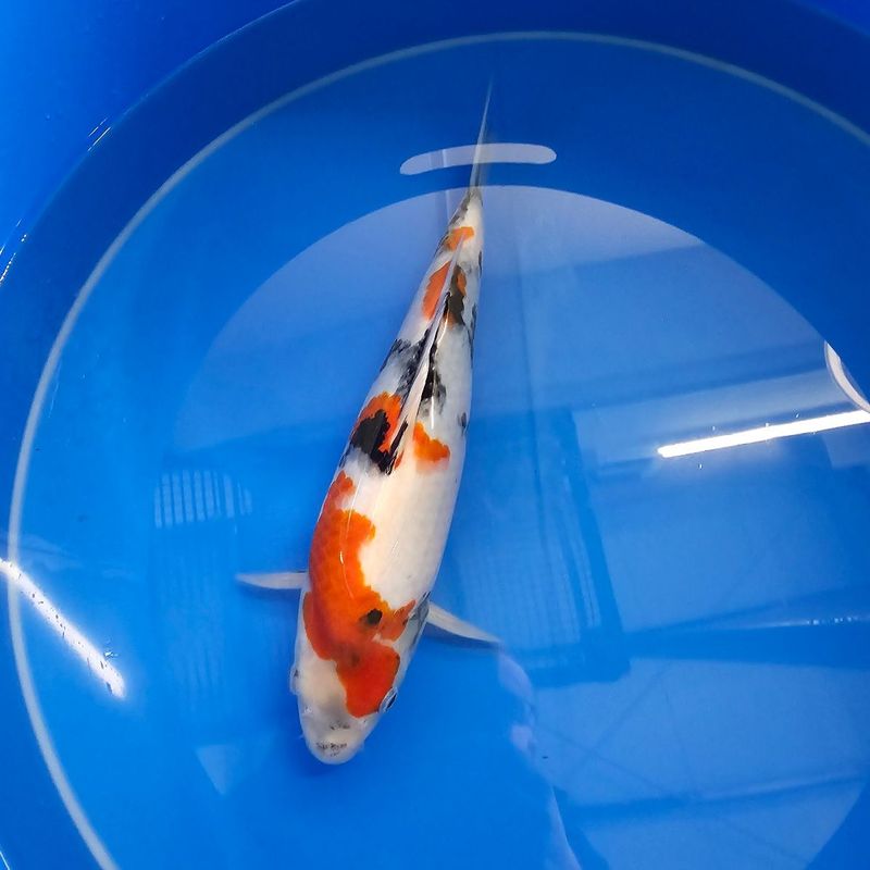 HQ Showa von der Saito Koifarm Nisai 37 cm (202511006) HQ Showa von der Saito Koifarm Nisai 37 cm (202511006)