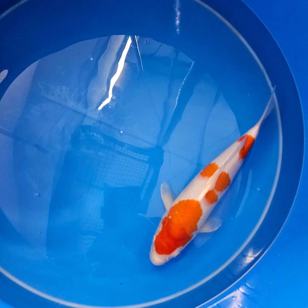 HQ Kohaku Saito Koifarm 35 cm (202511007) HQ Kohaku Saito Koifarm 35 cm (202511007)