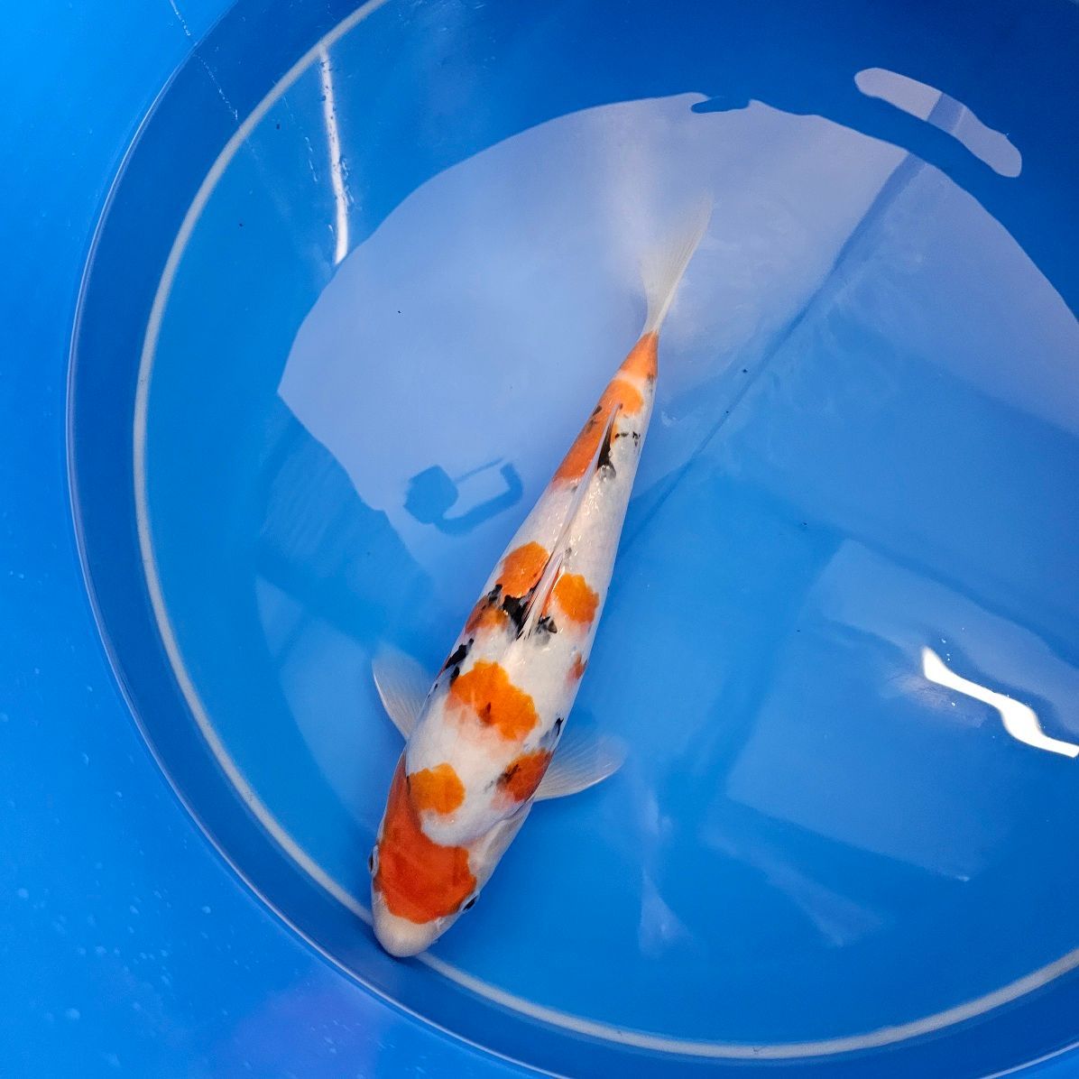 HQ Sanke - Saito Fischfarm - Nisai - 35 cm (202511008) HQ Sanke - Saito Fischfarm - Nisai - 35 cm (202511008)