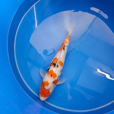 HQ Sanke - Saito Fischfarm - Nisai - 35 cm (202511008)