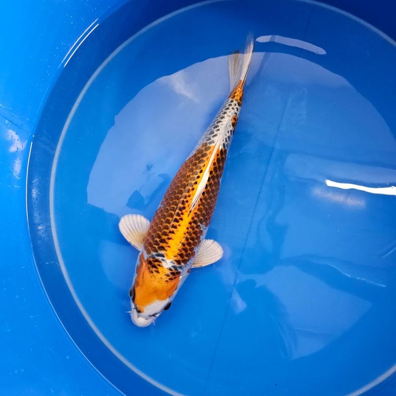 VHQ Kujaku von der Saito Koifarm Nisai 41 cm (202511009) VHQ Kujaku von der Saito Koifarm Nisai 41 cm (202511009)