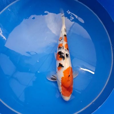 HQ Showa - Saito Koifarm - Nisai - 40 cm (202511010) HQ Showa - Saito Koifarm - Nisai - 40 cm (202511010)