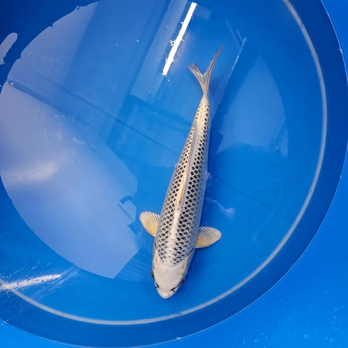 HQ Gin Matsuba von der Saito Koifarm 34 cm (202511011) HQ Gin Matsuba von der Saito Koifarm 34 cm (202511011)