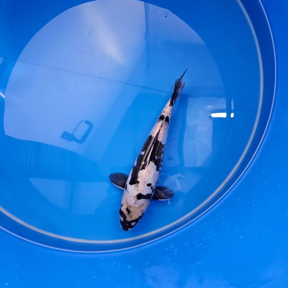 Doitsu Shiro Utsuri Miyatora Nisai 30 cm (202511012) Doitsu Shiro Utsuri Miyatora Nisai 30 cm (202511012)