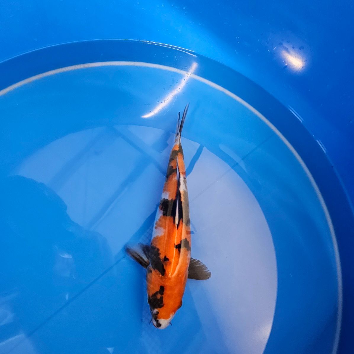 HQ Showa Miyatora Nisai 4 Sterne (202511013) HQ Showa Miyatora Nisai 4 Sterne (202511013)