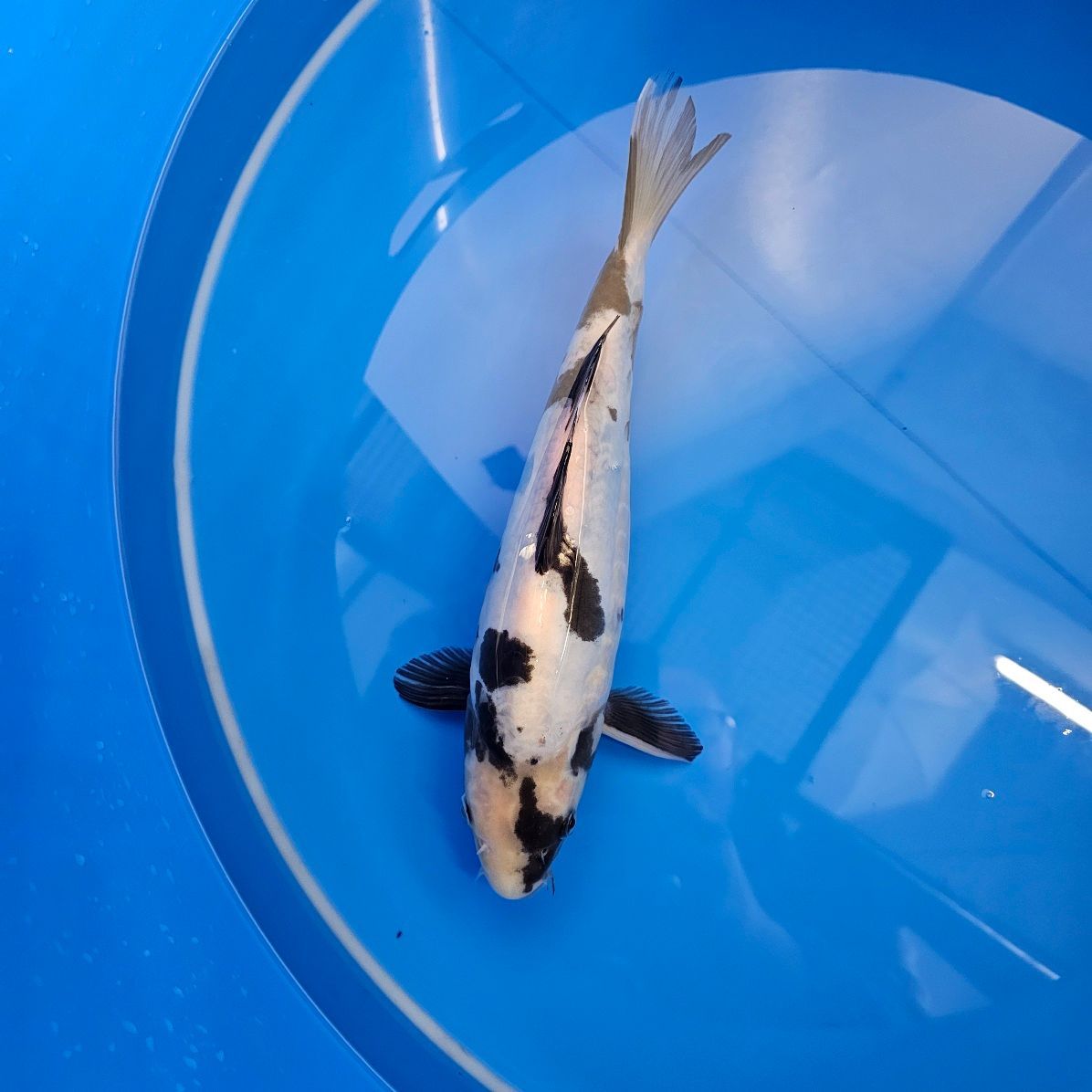 Doitsu Shiro Utsuri Miyatora Nisai 4 Sterne (202511014) Doitsu Shiro Utsuri Miyatora Nisai 4 Sterne (202511014)