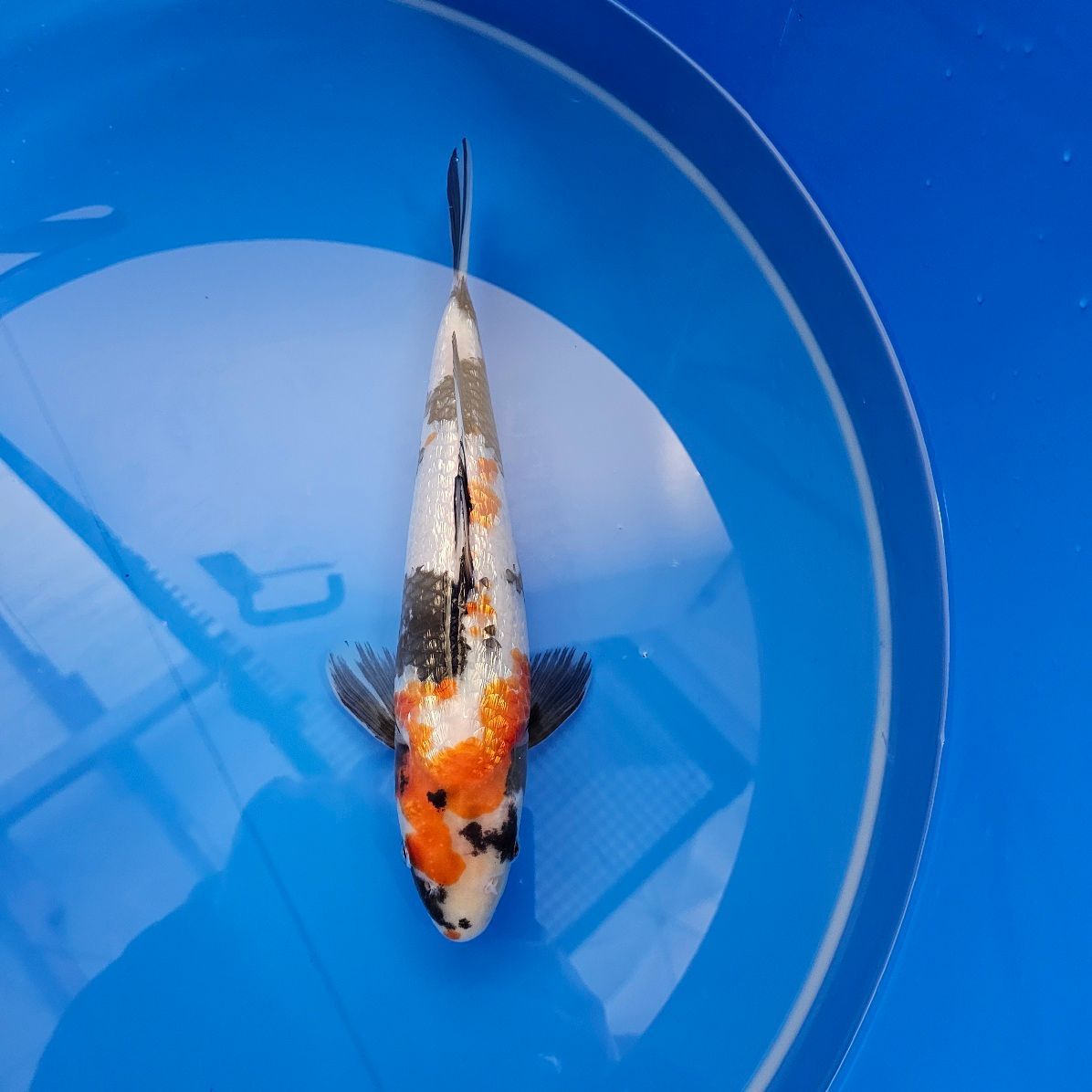 HQ Ginrin Showa Nisai von Miyatora (202511015) HQ Ginrin Showa Nisai von Miyatora (202511015)