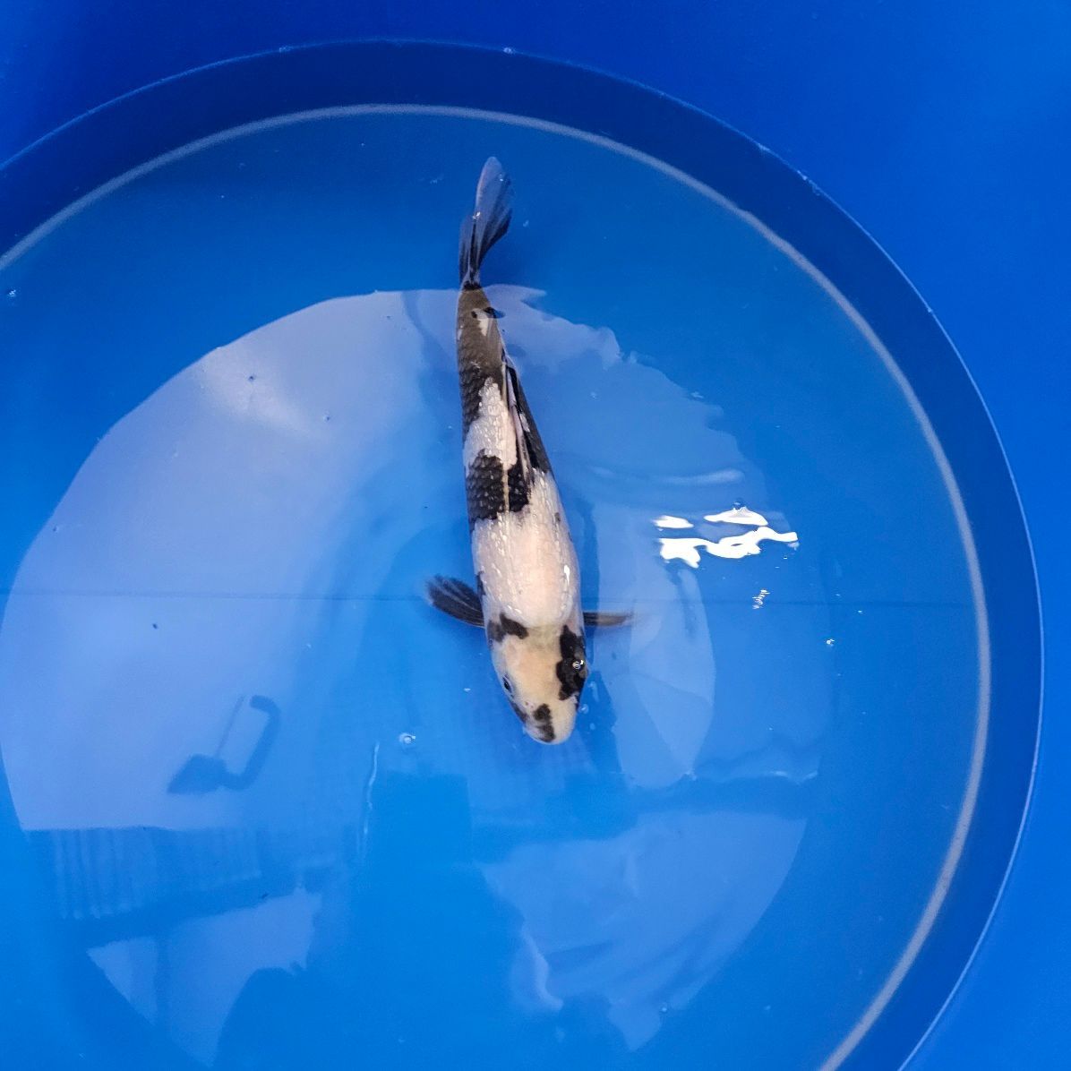 HQ Ginrin Shiro Utsuri Miyatora Nisai 31 cm (202511016) HQ Ginrin Shiro Utsuri Miyatora Nisai 31 cm (202511016)