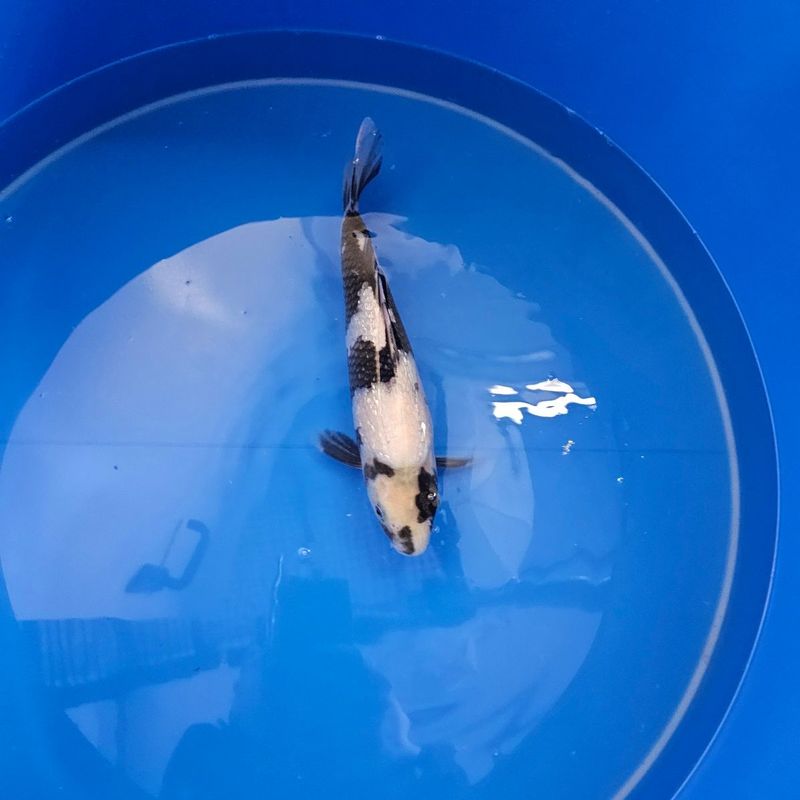 HQ Ginrin Shiro Utsuri Miyatora Nisai 31 cm (202511016) HQ Ginrin Shiro Utsuri Miyatora Nisai 31 cm (202511016)