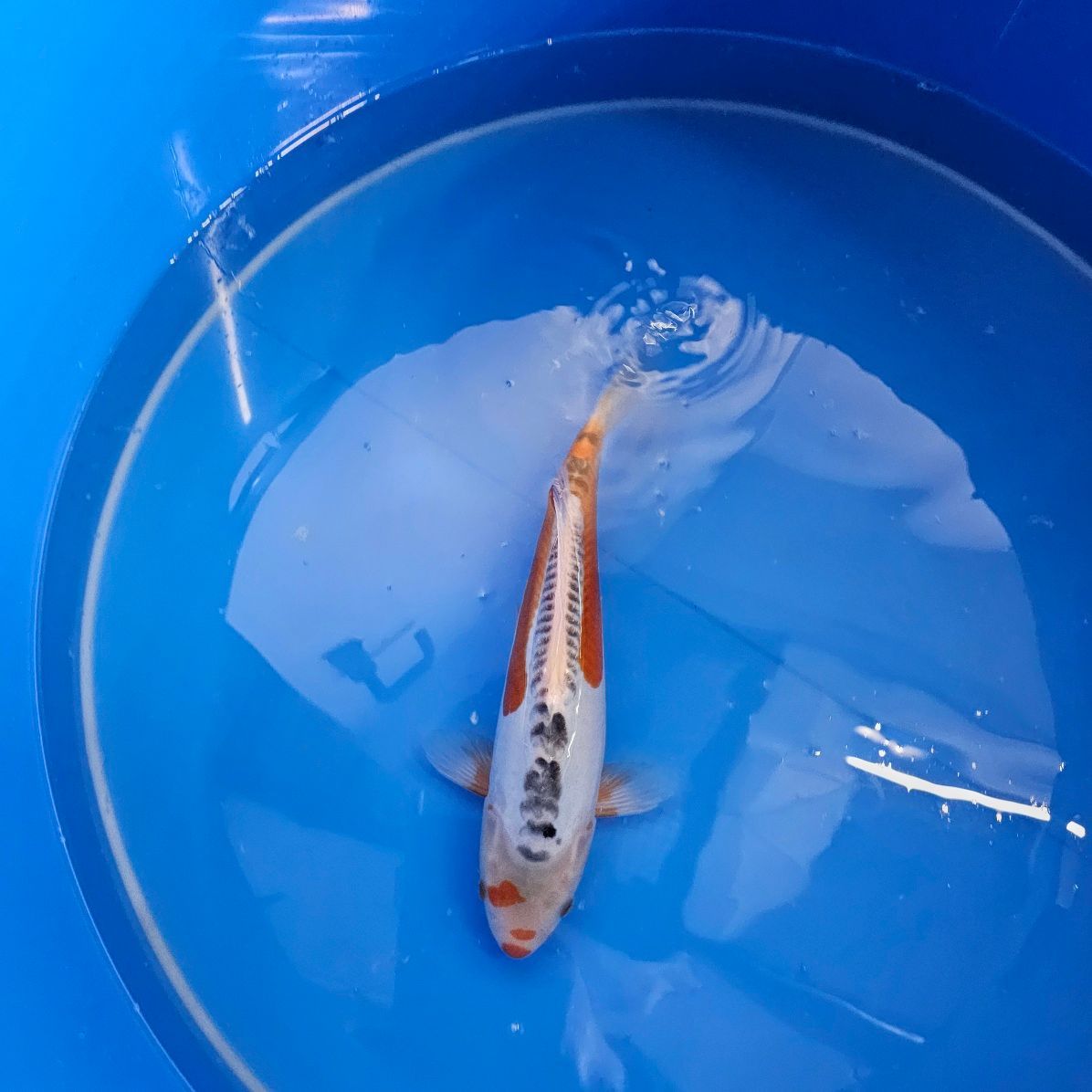 HQ Doitsu Shusui Nisai von Miyatora (202511017) HQ Doitsu Shusui Nisai von Miyatora (202511017)