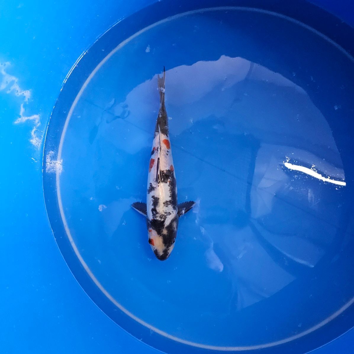 Doitsu Showa Miyatora Nisai 31 cm (202511018) Doitsu Showa Miyatora Nisai 31 cm (202511018)