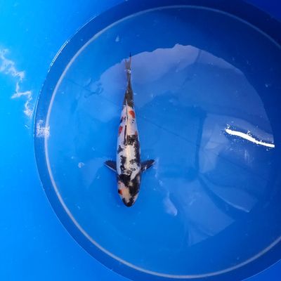 Doitsu Showa Miyatora Nisai 31 cm (202511018)