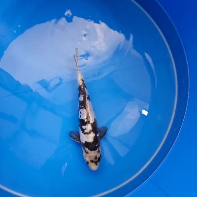 Doitsu Shiro Utsuri Miyatora Nisai  (202511019)