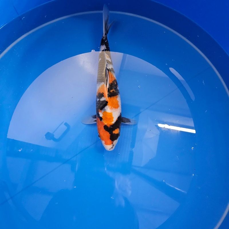 Showa HQ von Miyatora Nisai 31 cm (202511020) Showa HQ von Miyatora Nisai 31 cm (202511020)