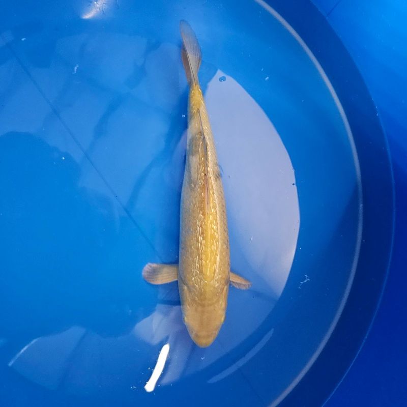 HQ Ginrin Chagoi Nisai Miyatora 34 cm (202511021) HQ Ginrin Chagoi Nisai Miyatora 34 cm (202511021)