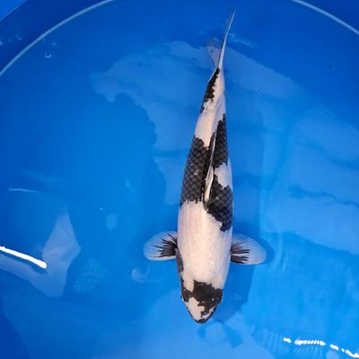 HQ Shiro Utsuri Omosako 51 cm (2051122)