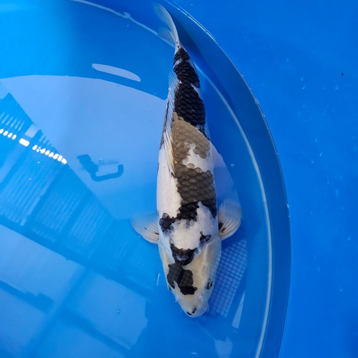 Omosako Shiro Utsuri Sansai (202511023) Omosako Shiro Utsuri Sansai (202511023)