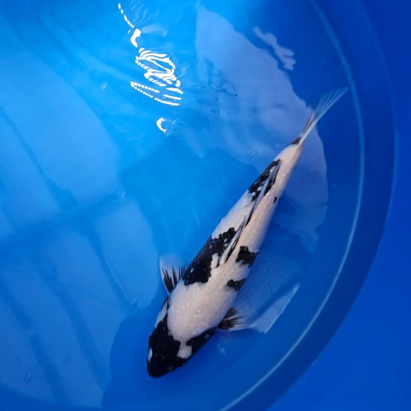 HQ Ginrin Shiro Utsuri Sansai von Omosako 48 cm (202511024)