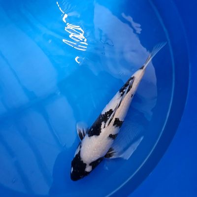 HQ Ginrin Shiro Utsuri Sansai von Omosako 48 cm (202511024)