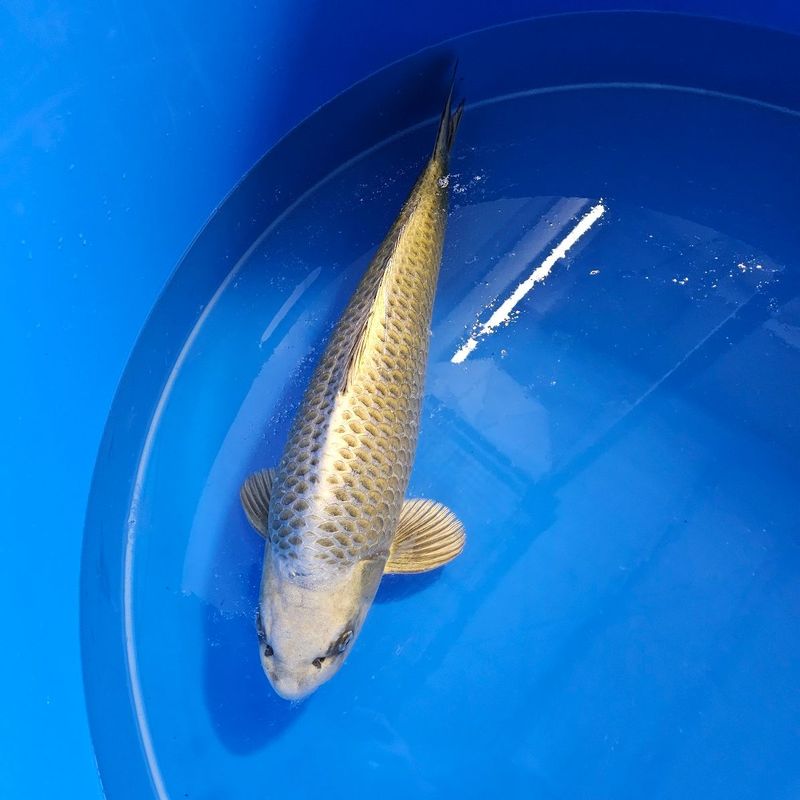 Kabuto Marusai Sansai Female 58 cm (202511025)