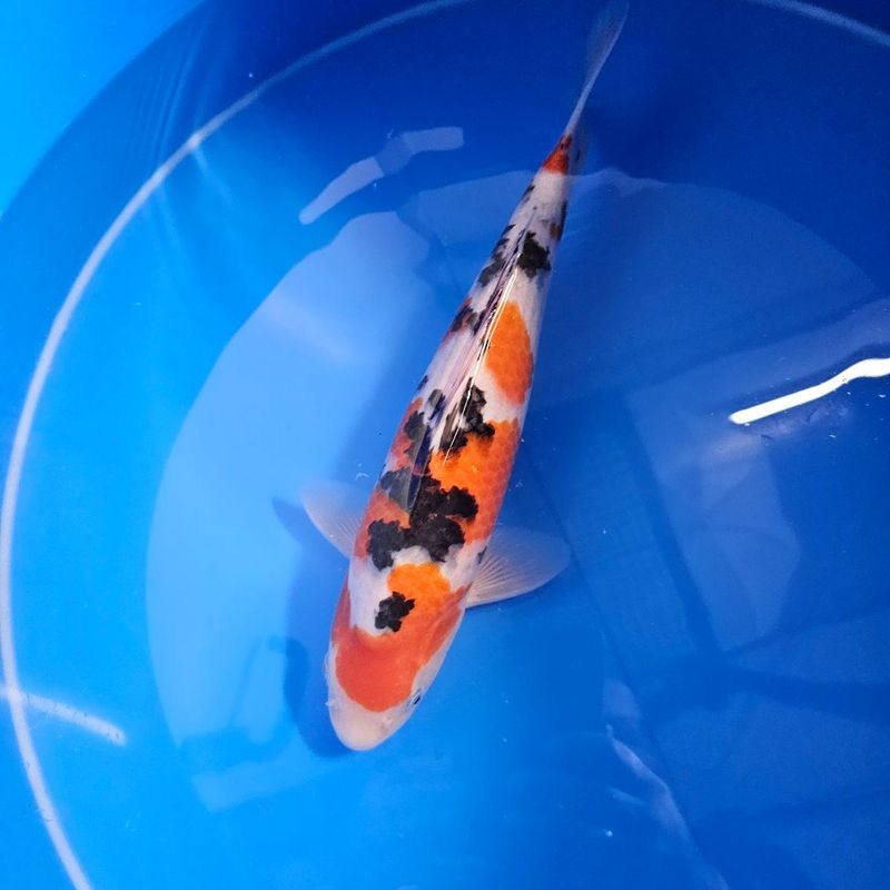 HQ Sanke Nisai von der Izumiya Koifarm + Einzelzertifikat (202511026) HQ Sanke Nisai von der Izumiya Koifarm + Einzelzertifikat (202511026)